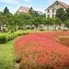 Đất nền sổ đỏ trung tâm đô thị Cam Lâm, Khánh Hòa.