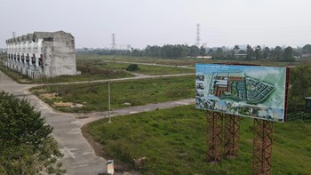 Nhiều khu đô thị đã có cả thập kỷ vẫn để chăn thả bò, trồng cỏ ở Mê Linh - 2