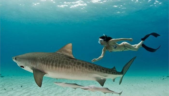“Bơi theo cá mập” BĐS: Lựa chọn cá mập nào để theo? (Phần 2) - 1