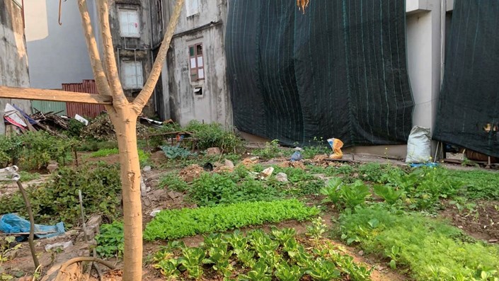 Đất trồng rau bước lên sàn đấu giá, thế là đoạt giá chục tỷ/lô - 1