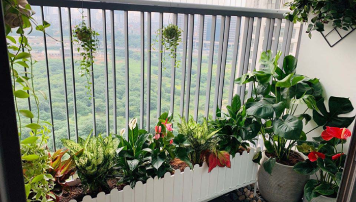 Ban công xanh mát trên tầng cao, nhìn thì chill mà dưới đất hơi run - 1