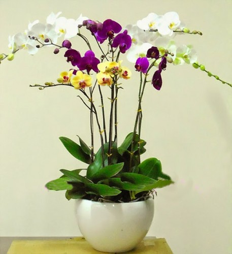 Top 10 loại hoa cắm trong ng&agrave;y Tết của người miền Bắc, số 1, 2 nh&agrave; ai cũng trưng b&agrave;y 4