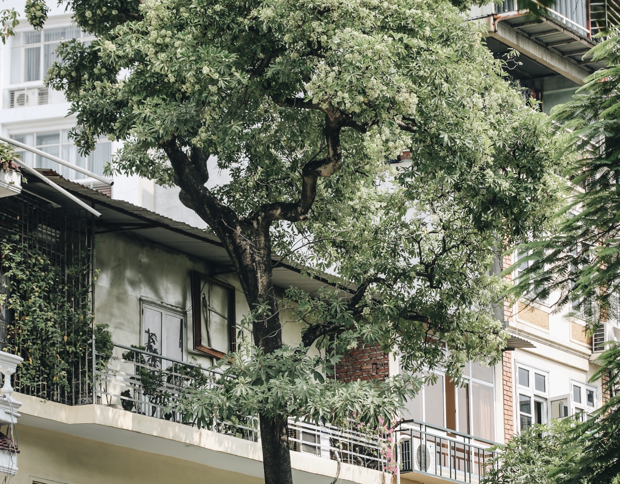 Top những lý do chuyển nhà "khó đỡ" nhất: Vì... mùi hoa sữa - 1