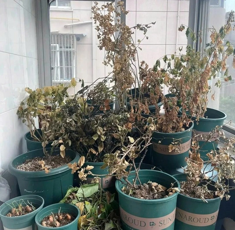 Giữ lộc ngay từ ngưỡng cửa: Bí kíp chăm chút mặt tiền để tiền tài vào như nước  - Ảnh 5