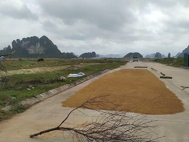 Khu tái định cư xã Hạ Long vẫn còn đất trống khá nhiều, dân mang lúa ra đường phơi.  Ảnh: ĐỖ HOÀNG