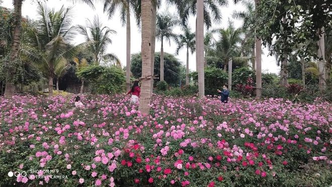 Hơn một triệu b&#244;ng hồng nở hoa rực rỡ khắp Ecopark - Ảnh 2