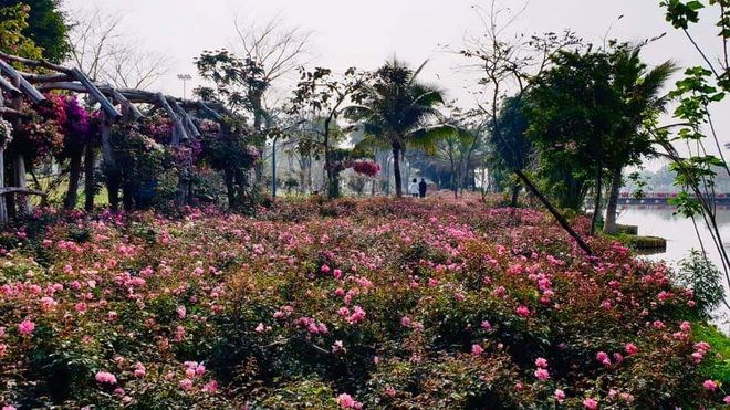 Hơn một triệu b&#244;ng hồng nở hoa rực rỡ khắp Ecopark - Ảnh 3