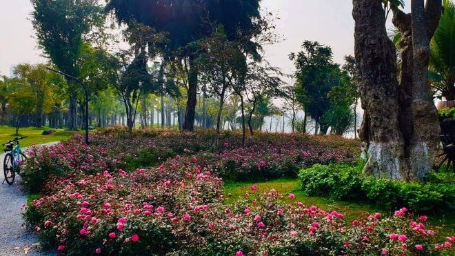 Hơn một triệu b&#244;ng hồng nở hoa rực rỡ khắp Ecopark - Ảnh 6