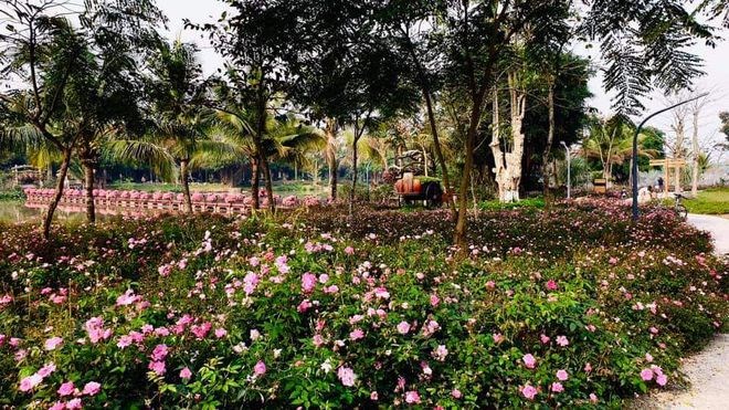 Hơn một triệu b&#244;ng hồng nở hoa rực rỡ khắp Ecopark - Ảnh 8