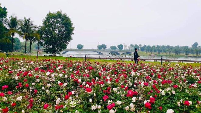 Hơn một triệu b&#244;ng hồng nở hoa rực rỡ khắp Ecopark - Ảnh 9