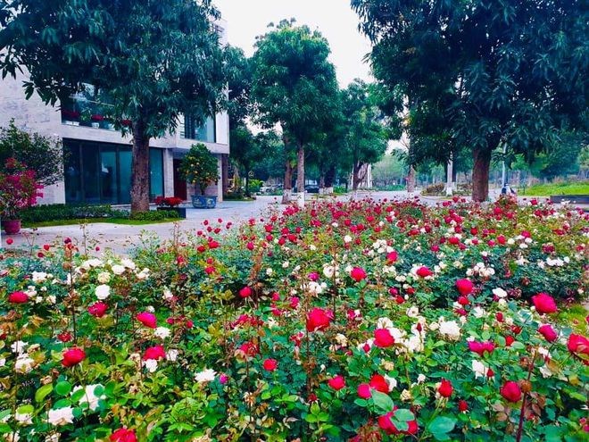 Hơn một triệu b&#244;ng hồng nở hoa rực rỡ khắp Ecopark - Ảnh 10