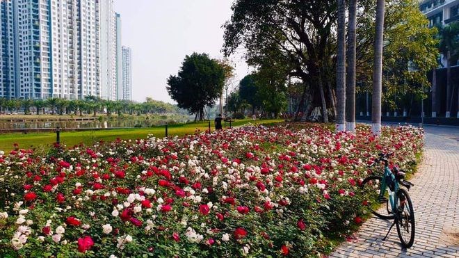 Hơn một triệu b&#244;ng hồng nở hoa rực rỡ khắp Ecopark - Ảnh 14