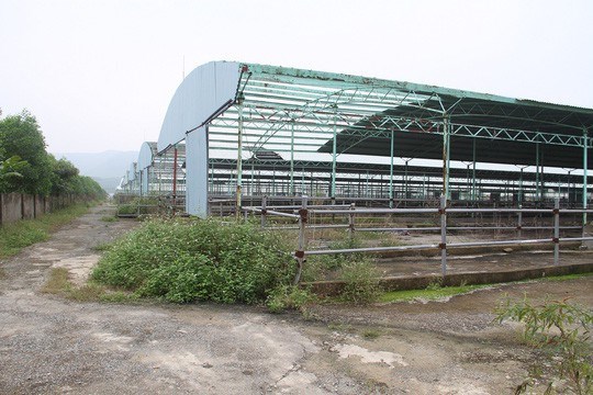 Trang trại chăn nuôi bò của Công ty CP Chăn nuôi Bình Hà tại Hà Tĩnh bị bỏ hoang