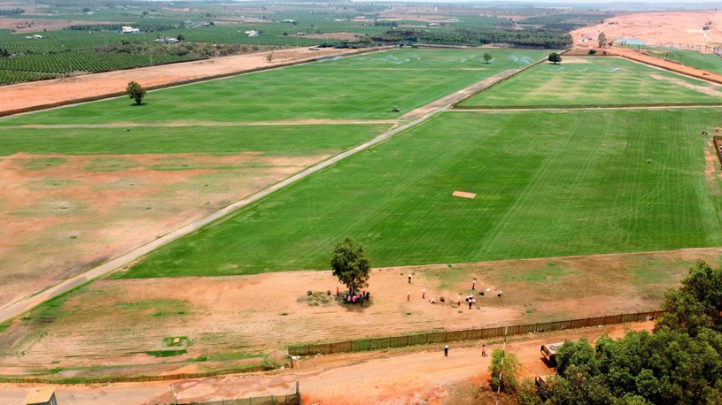 Để đảm bảo cho hệ thống s&acirc;n golf lu&ocirc;n trong trạng th&aacute;i ổn định, chủ đầu tư đ&atilde; d&agrave;nh h&agrave;ng chục ha đất để trồng cỏ phục vụ cho s&acirc;n golf.
