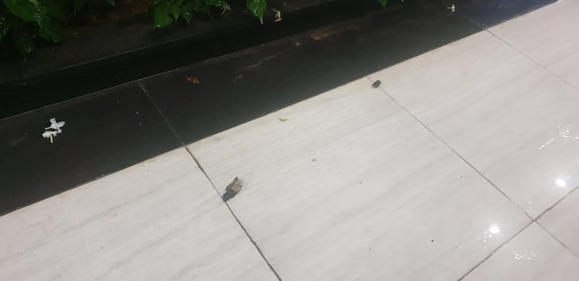 Đủ thứ r&aacute;c kh&oacute; hiểu c&oacute; thể rơi tr&ecirc;n s&agrave;n h&agrave;nh lang.