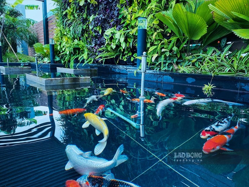 Để khiến kh&ocirc;ng gian sống của vợ chồng trở n&ecirc;n dễ chịu, gần gũi với thi&ecirc;n nhi&ecirc;n, anh T&ugrave;ng đ&atilde; quyết định c&ugrave;ng vợ l&agrave; chị Phan Thanh Thảo trồng hoa, nu&ocirc;i c&aacute; tại ch&iacute;nh căn penthouse 300m2&nbsp;tr&ecirc;n tầng 30 của m&igrave;nh.