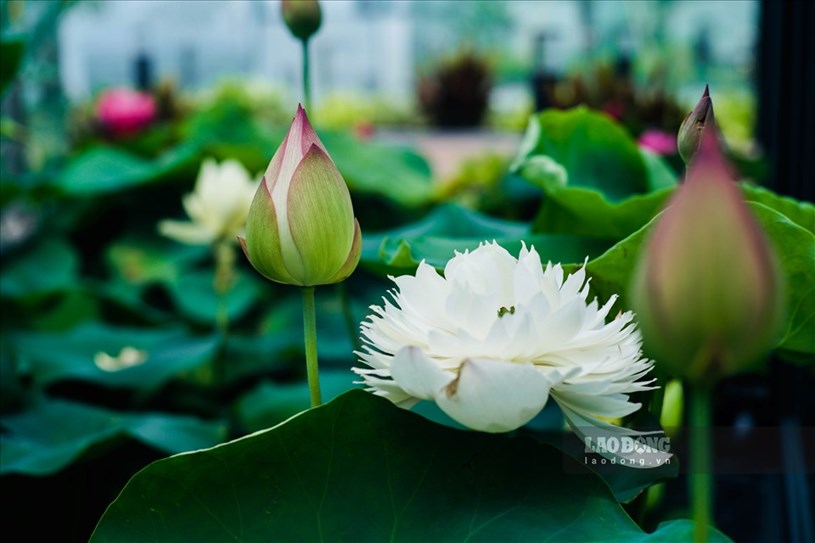 Do c&oacute; kinh nghiệm chăm s&oacute;c, chỉ sau một thời gian ngắn, sen đ&atilde; ph&aacute;t triển v&agrave; nở hoa rất đẹp.