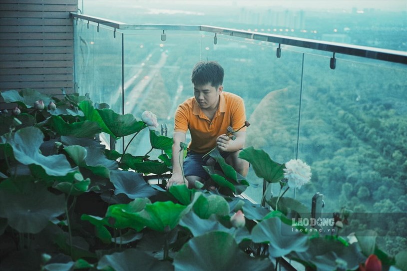 Sau khi chia sẻ h&igrave;nh ảnh hai vợ chồng cặm cụi trồng sen, xương rồng, chuối nhập từ Indonesia v&agrave; một số lo&agrave;i hoa l&ecirc;n mạng x&atilde; hội, anh T&ugrave;ng nhận được nhiều sự quan t&acirc;m của mọi người. Anh T&ugrave;ng cho biết, khi thấy th&agrave;nh quả l&agrave; vườn hoa sặc sỡ của vợ chồng anh, nhiều người đ&atilde; li&ecirc;n hệ anh xin kinh nghiệm trồng c&acirc;y tr&ecirc;n cao.