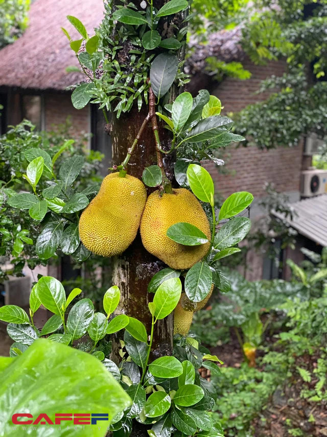 Nhu cầu nh&agrave; ven đ&ocirc; tăng mạnh trong dịch bệnh.