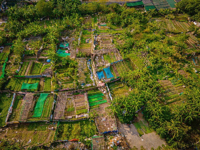 Một v&agrave;i hộ d&acirc;n trồng rau, c&acirc;y ngắn ng&agrave;y ngay tr&ecirc;n nền đất quy hoạch trong thời gian chờ x&acirc;y dựng. Khoảng trống c&ograve;n lại, cỏ dại mọc um t&ugrave;m cao qu&aacute; đầu người.