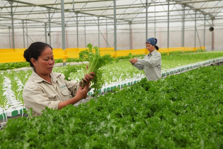 Tập đoàn Vingroup cũng tiến vào nông nghiệp khi xây dựng chuỗi khép kín trồng và tiêu thụ rau sạch VinEco.