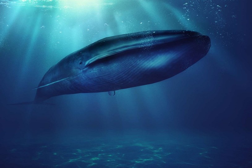 Động vật lớn nhất - tính theo trọng lượng, Cá heo xanh, nặng 190000 kg