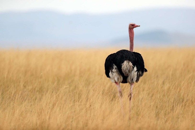 Loài chim lớn nhất - Đà điểu, con đực trưởng thành có thể cao đến 2,75m và nặng hơn 150 kg 