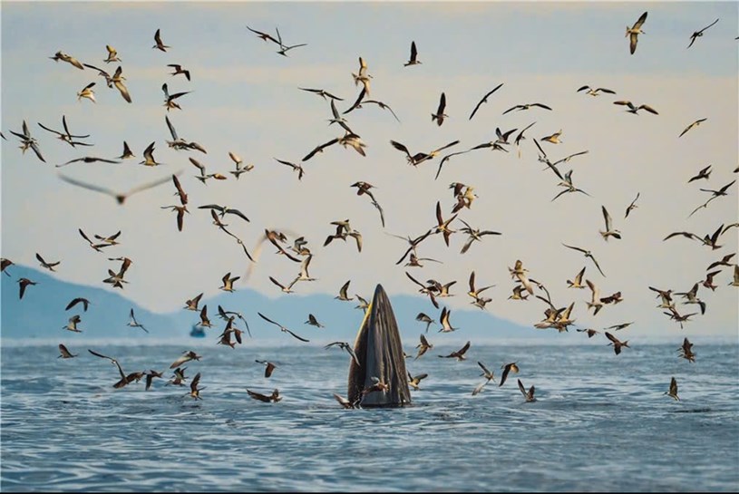 H&igrave;nh ảnh c&aacute; voi ở biển Quy Nhơn (bộ ảnh H&agrave;nh tr&igrave;nh theo dấu c&aacute; voi Bryde ở v&ugrave;ng biển Nhơn L&yacute; của t&aacute;c giả Nguyễn Ngọc Thiện, gi&agrave;nh giải đặc biệt v&agrave; huy chương v&agrave;ng của Hội Nghệ sĩ Nhiếp ảnh Việt Nam)