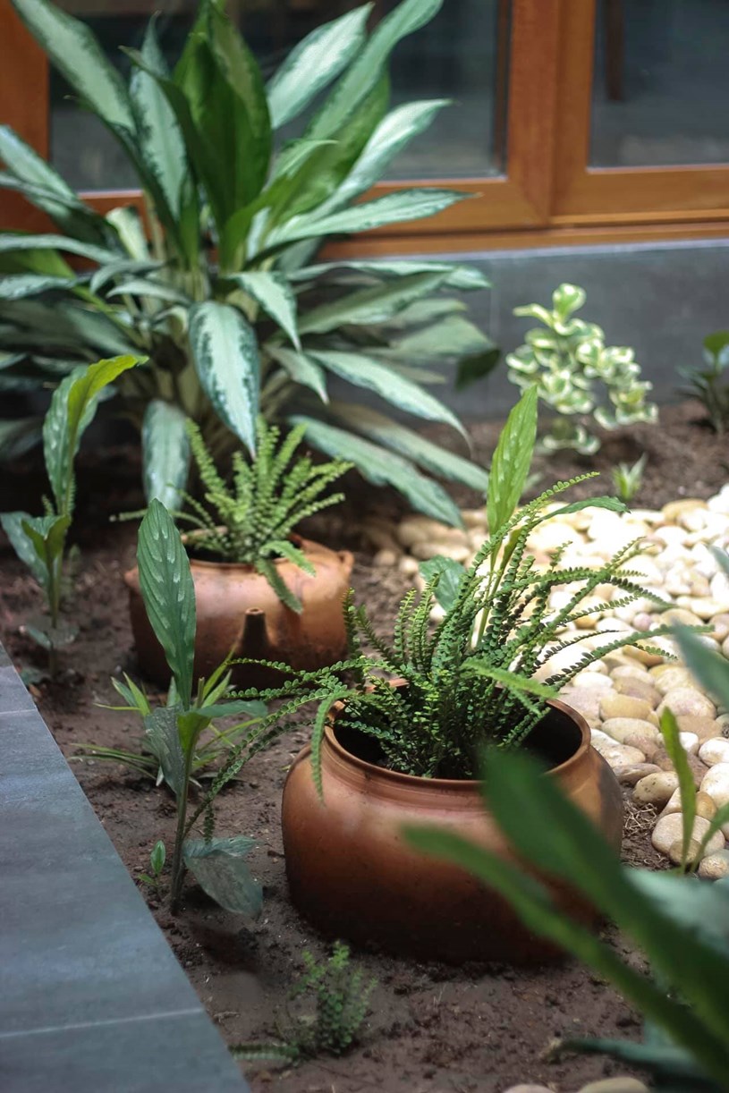C&acirc;y l&agrave; mẹ m&igrave;nh tự trồng lu&ocirc;n, v&igrave; ở gần biển đất c&aacute;t n&ecirc;n mẹ phải đổ một lớp đất l&ecirc;n rồi mới trồng