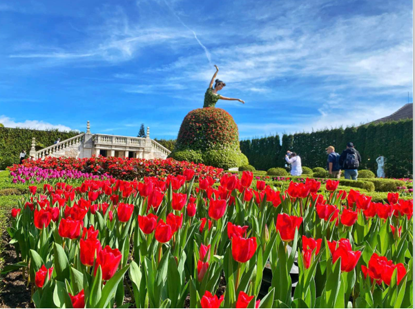 Triệu b&ocirc;ng tulip sẽ đồng loạt khoe sắc đ&uacute;ng dịp Tết tr&ecirc;n đỉnh B&agrave; N&agrave;