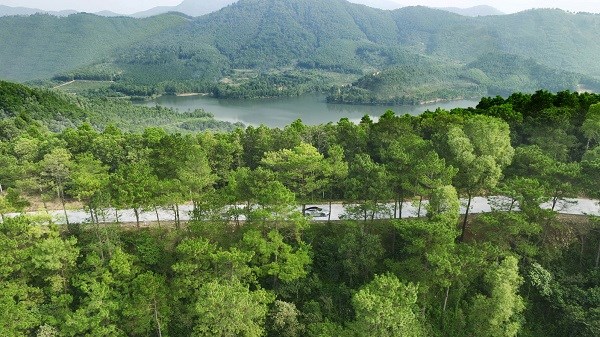 Bản quy hoạch Thanh Xuan Valley được thiết kế để giữ tối đa những t&aacute;n th&ocirc;ng h&agrave;ng chục năm tuổi. Ảnh chụp thực tế tại Thanh Xuan Valley. &nbsp;